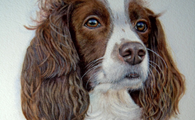 Nancy the spaniel - Watercolour pet portrait